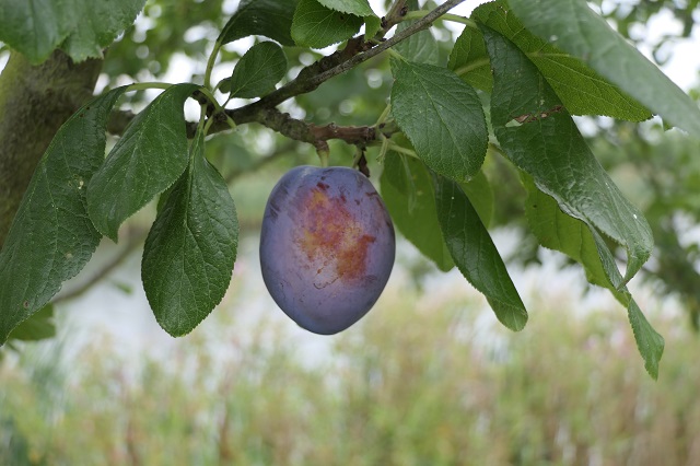Obsthof Cordes - Fruchtfoto Tophit 